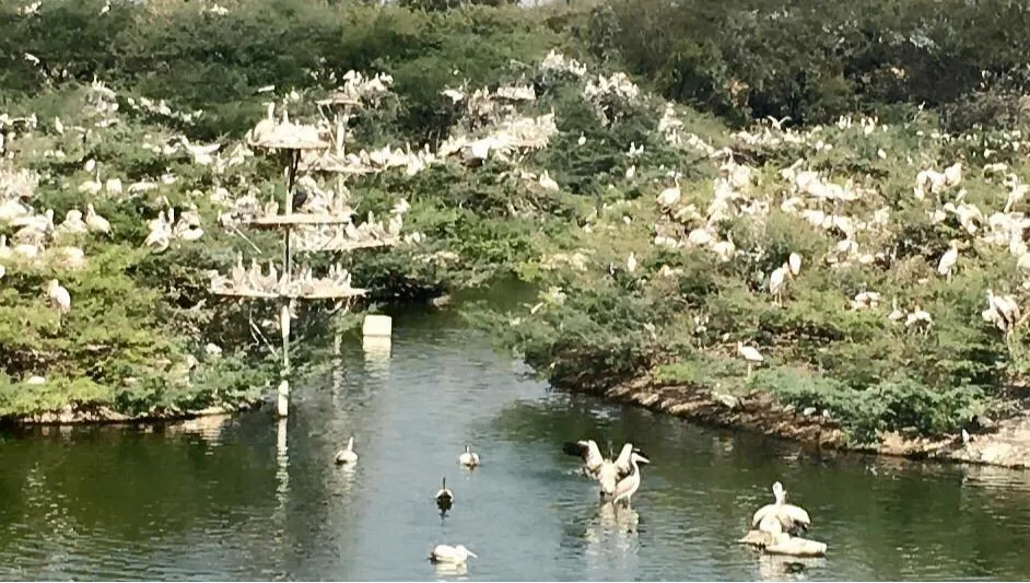 The Uppalapadu Birds Protection Centre